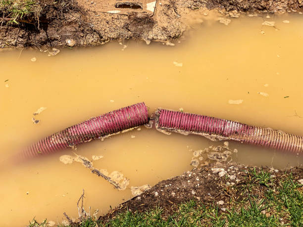 Best Basement water damage restoration  in Dexter, OR